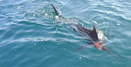 Blue marlin