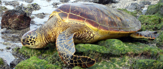 Green Sea Turtle