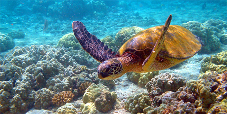 Diving picture