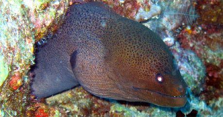 Muraena