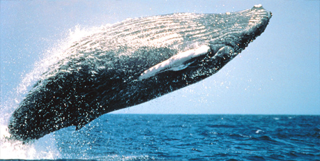 Megaptera novaeangliae